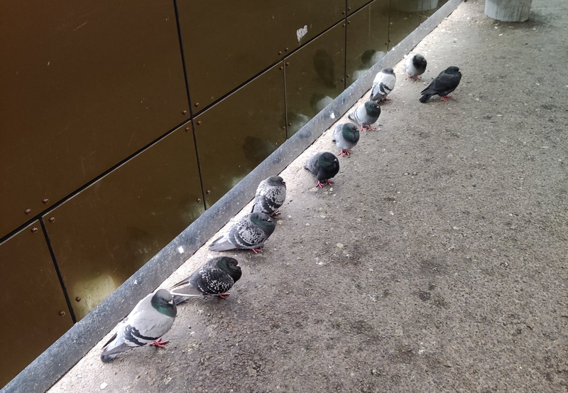 pigeons